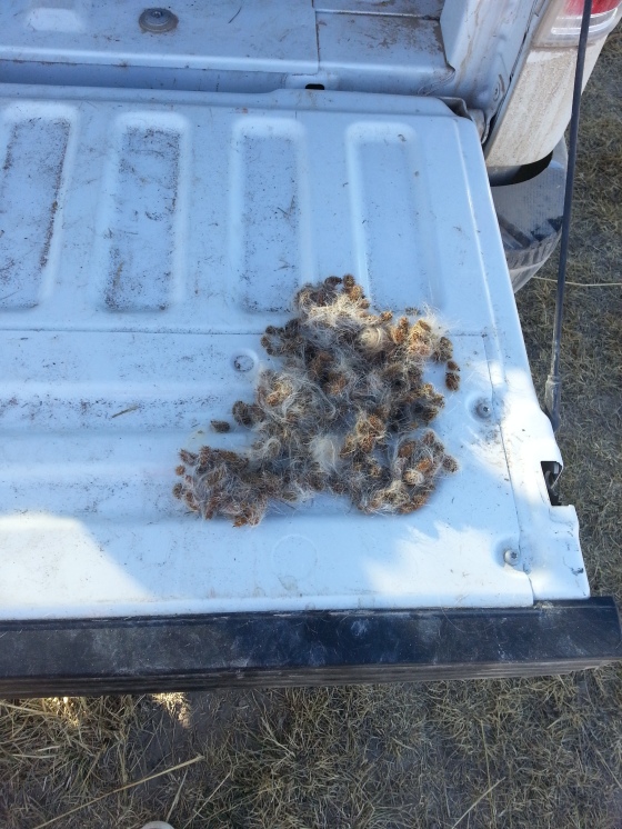 A pile of burrs combed out of Doc while Pheasant hunting.