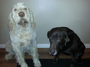 Elvis and Sophie in need of a bath before their therapy visits