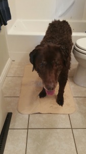 The Waterwoof Pad makes a great bath mat for dogs